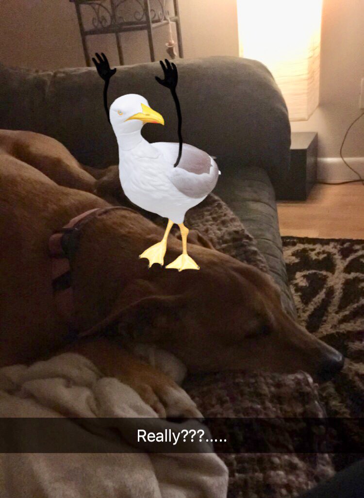 BellaBee1127's tweet photo. I hope there are cookies 🍪 for this...💗#snapchatwithyourhumans https://t.co/BWOtMFtC5Q