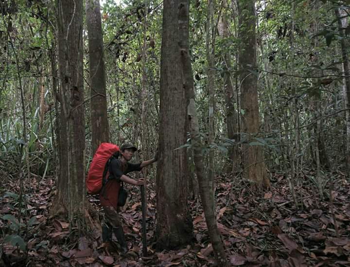 Jipra3's tweet photo. Hutan rawa gambut merupakakn hutan dgn lahan basah yg tergenang yg biasanya terletak di belakang tanggul sungai (Backswanp). https://t.co/vETdMJhg9l