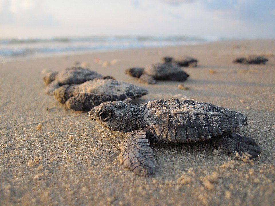 TheGWATCo's tweet photo. Hola Central America! Here’s 8 reasons to get your butt there to experience it for yourself! #volunteer #globalworkandtravel #globalblog https://t.co/dsEUsSkEtR