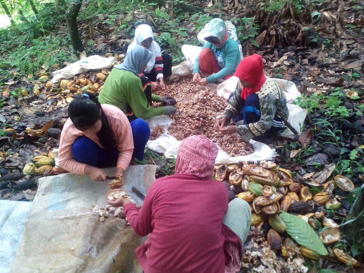 fkp2indonesia's tweet photo. Mlihat snyum twa petani saat panen,,kpuasaan trsendiri bgi kmi sbgai ptugas TKPPLP Poso, wlaupun dgn sgla ktrbtasan kmi akn ttap sllu brjuang utk ksjhtraan petani perkebunan @jokowi @Amran_Sulaiman1 @asmanabnur2016 @ditjenbun @badansdm #perkebunanjaya #tkpplpsulteng #fkp2i https://t.co/QBS3xP5xTT
