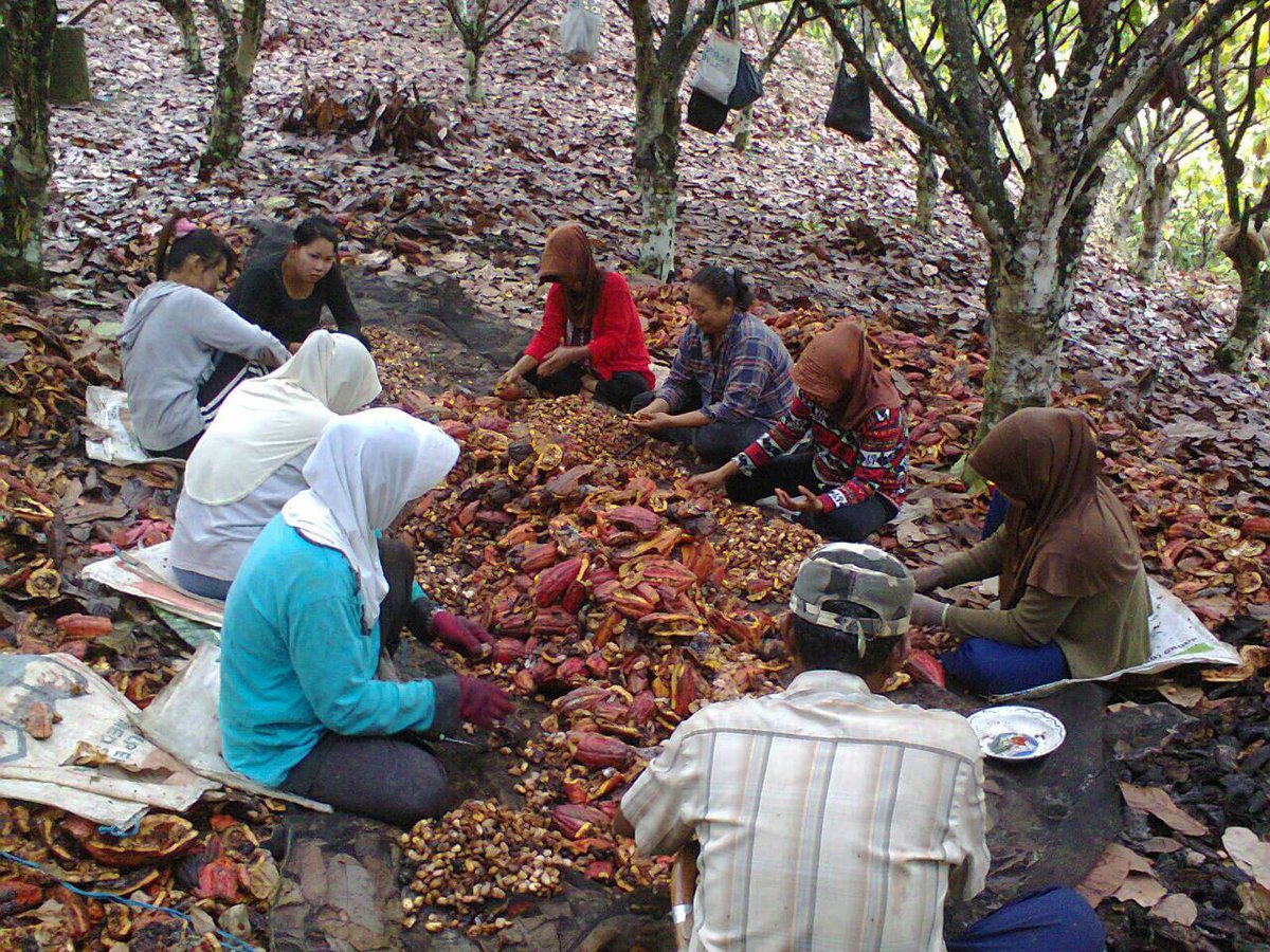 fkp2indonesia's tweet photo. Mlihat snyum twa petani saat panen,,kpuasaan trsendiri bgi kmi sbgai ptugas TKPPLP Poso, wlaupun dgn sgla ktrbtasan kmi akn ttap sllu brjuang utk ksjhtraan petani perkebunan @jokowi @Amran_Sulaiman1 @asmanabnur2016 @ditjenbun @badansdm #perkebunanjaya #tkpplpsulteng #fkp2i https://t.co/QBS3xP5xTT