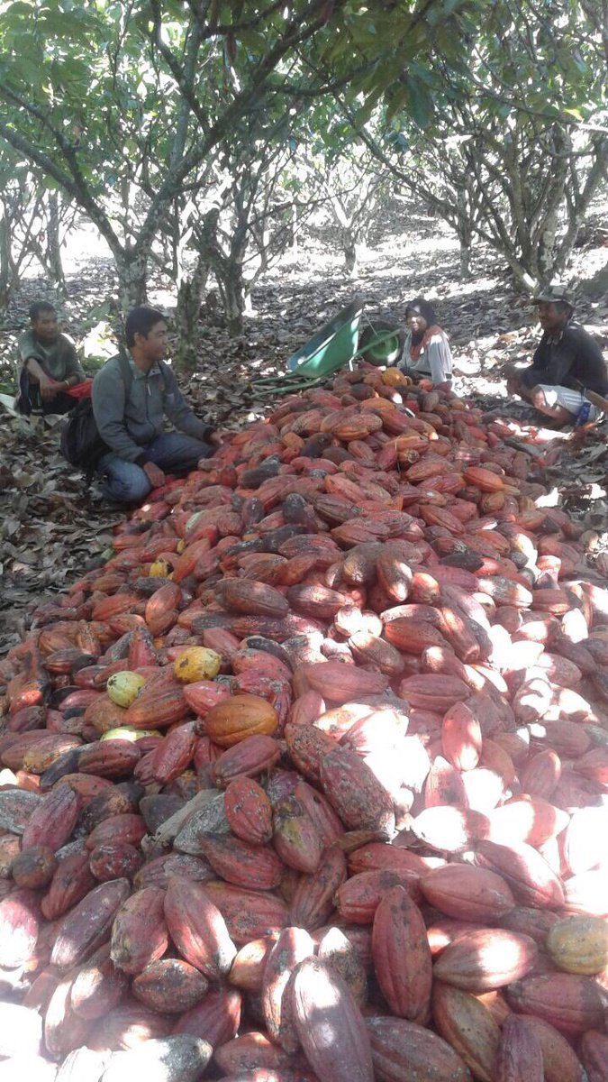 fkp2indonesia's tweet photo. Mlihat snyum twa petani saat panen,,kpuasaan trsendiri bgi kmi sbgai ptugas TKPPLP Poso, wlaupun dgn sgla ktrbtasan kmi akn ttap sllu brjuang utk ksjhtraan petani perkebunan @jokowi @Amran_Sulaiman1 @asmanabnur2016 @ditjenbun @badansdm #perkebunanjaya #tkpplpsulteng #fkp2i https://t.co/QBS3xP5xTT