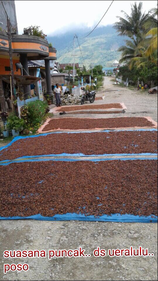 fkp2indonesia's tweet photo. Mlihat snyum twa petani saat panen,,kpuasaan trsendiri bgi kmi sbgai ptugas TKPPLP Poso, wlaupun dgn sgla ktrbtasan kmi akn ttap sllu brjuang utk ksjhtraan petani perkebunan @jokowi @Amran_Sulaiman1 @asmanabnur2016 @ditjenbun @badansdm #perkebunanjaya #tkpplpsulteng #fkp2i https://t.co/QBS3xP5xTT
