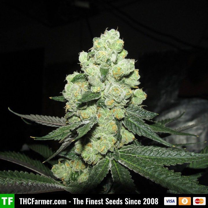 thcfarmer_forum's tweet photo. #SourCookies (Sour Diesel x Girl Scout Cookies) from #DivineGenetics ๐ฟ
We ship seeds worldwide ๐
Credit cards areโฆ https://t.co/lHKTzyn5qv https://t.co/Sdb6RwHIlM