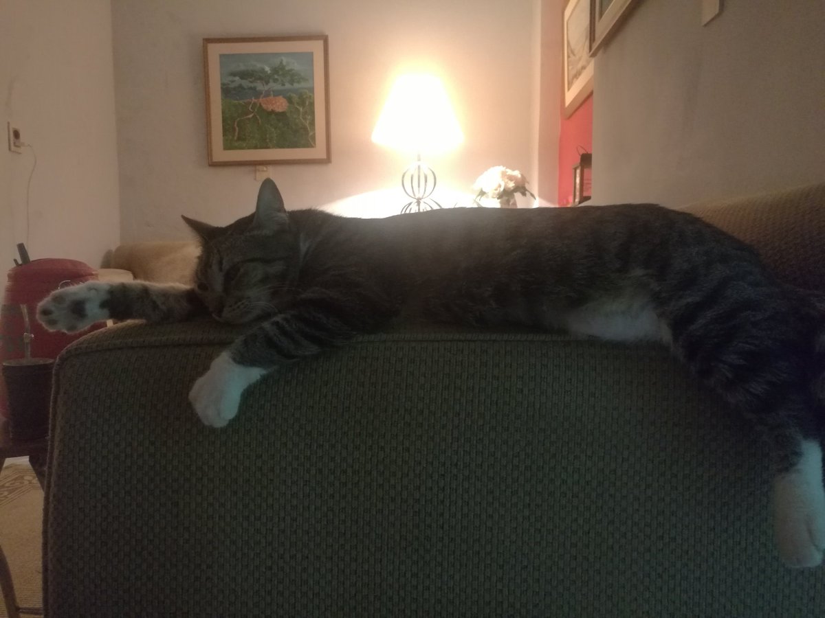 ClauArganha's tweet photo. Laziness got a name #Pitika 😽 https://t.co/lDZG1KFyhi