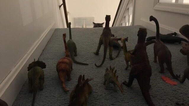 DCnameforever's tweet photo. Be warned ~ the Dino’s are coming! 😆😁🐾😍

#tritonfurbaby #catsarefamily #catlovers #cat #catsofinstagram #catsofworld #dinosour #dinosaurs @Cats https://t.co/9JQGjirgQm