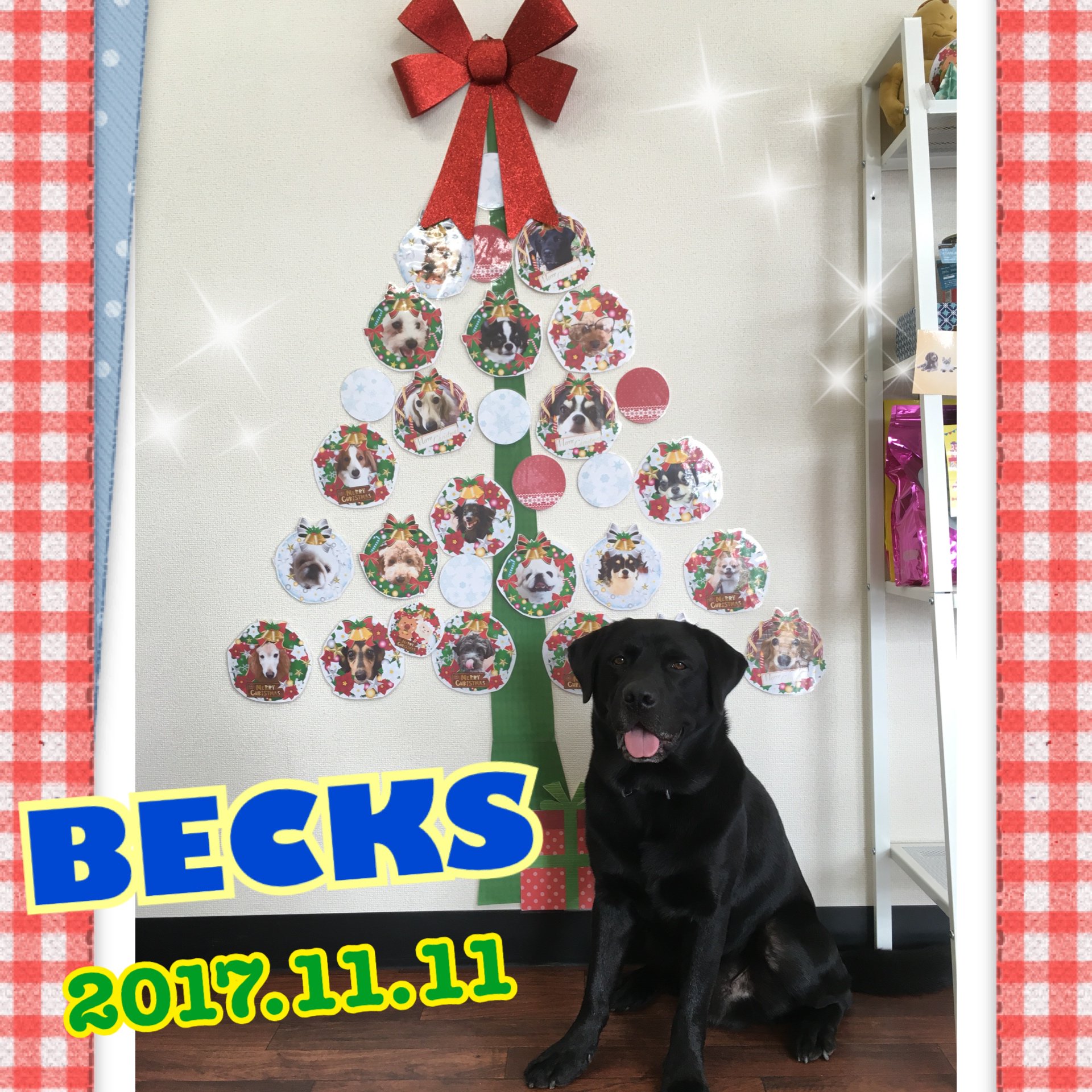 Billy Dogs Cats Billydogscats Twitter