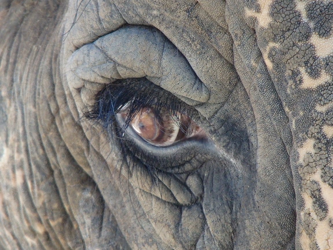 おひつじ Uenozoogardens わ ゾウさんの目こわそう ヒツジは喧嘩をしない動物だからね こわい目で睨まないでね Twitter おひつじ Uenozoogardens わ ゾウさんの目こわそう ヒツジは喧嘩をしない動物だからね こわい目で睨まないでね Twitter