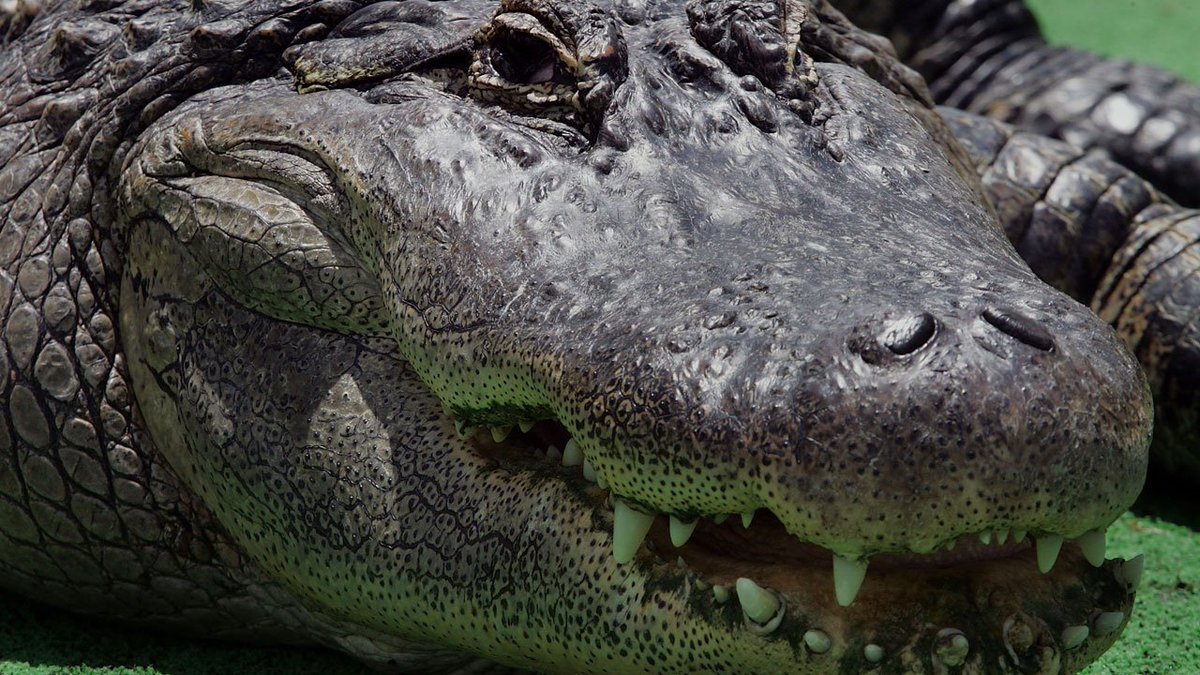 Boy, 8, catches 11-foot alligator in Lake Wales, family says bit.ly/2yPXcjt?utm_so… https://t.co/s71ir0CFJP