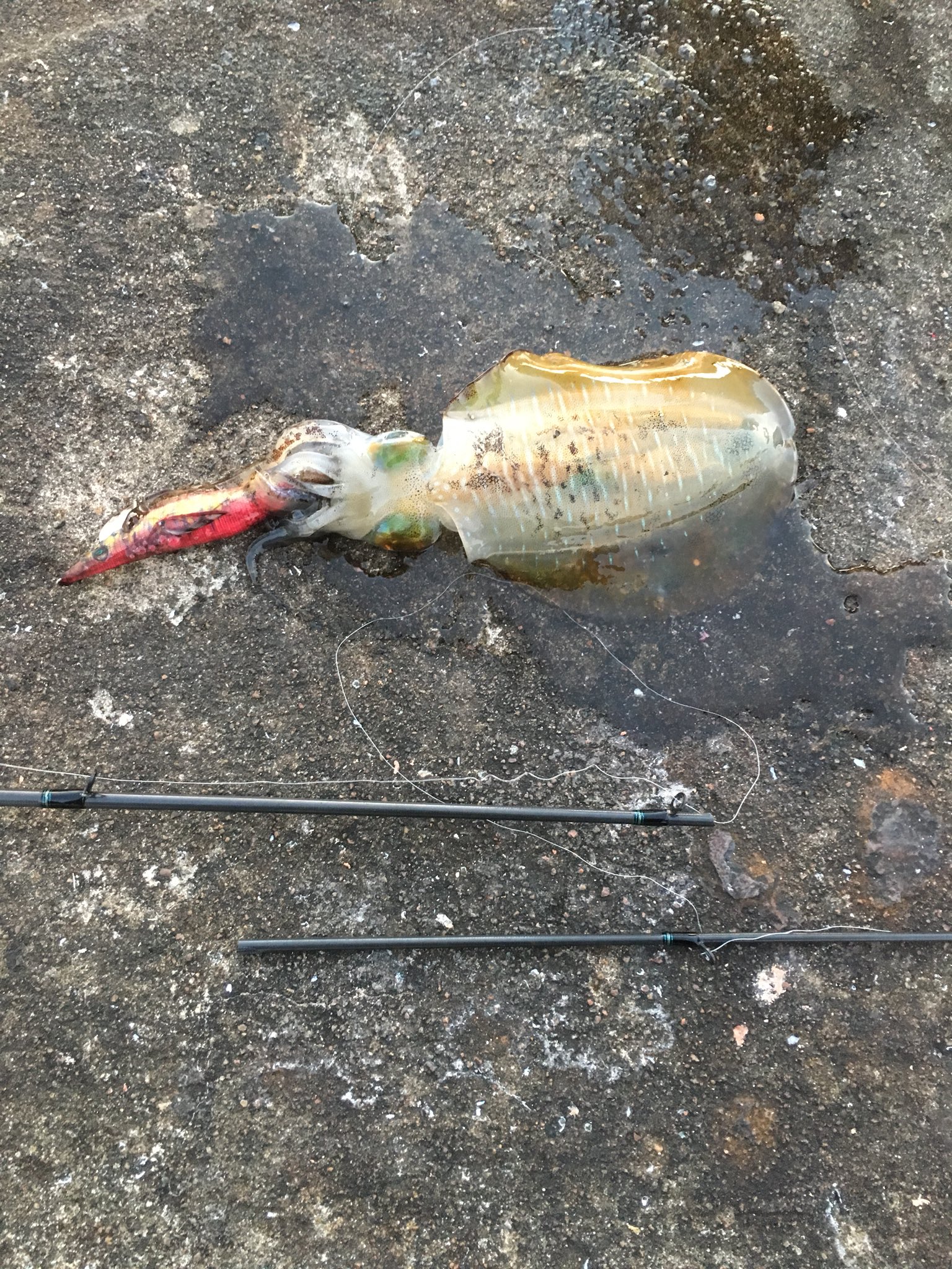 山崎 正人 ブログを読んでいただいてる方はご存知かと思いますが 愛用のエメラルダス Air Agsが折れたのでカリスタ86m買っちゃいました セオリーとの色合いがたまらん 用事があるので少しだけ墨付け行ってきました エギング 長崎エギング