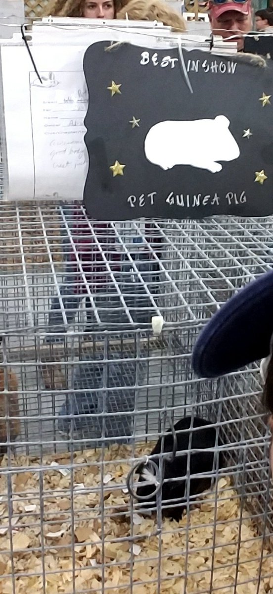 So proud of my Gator! Her pet guinea pig won best in show. Go A.S.! <a href="/RSMSGATORS/">River Springs MS</a>