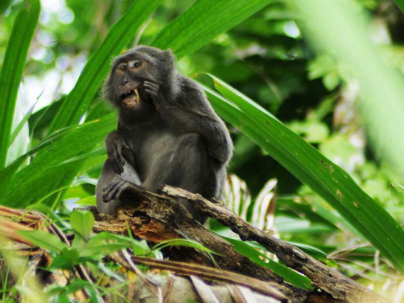 newscientist's tweet photo. Watch a monkey floss its teeth with a bird feather https://t.co/r3x2aWdoss https://t.co/WpYbPz79Zw