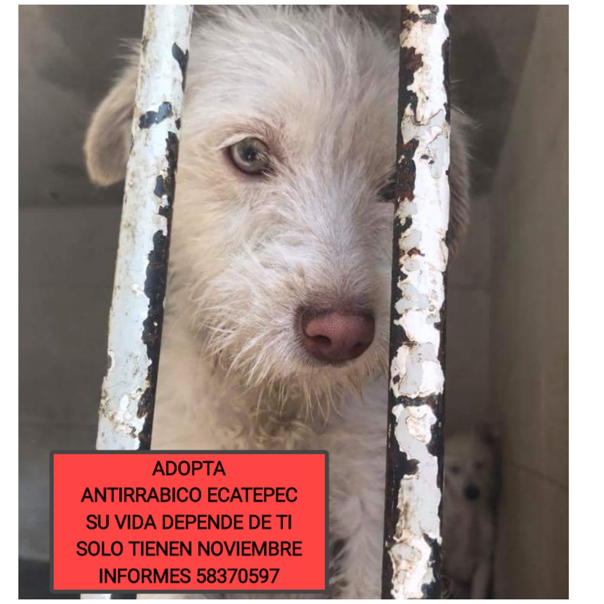 da_dolores's tweet photo. ADOPTABLES DEL ANTIRRABICO ECATEPEC
Solo tienen noviembre. Hace frio y alli se siente el olor a muerte y abandono. Sus caritas lo dicen todo @Leniisgarciaro1 @Julia_H_R @leyproanimal @UribeMerle @janatrecientos @MarianimaLOVERS @imonipachecom @LeoJabbasky https://t.co/B4yhwJfVoa