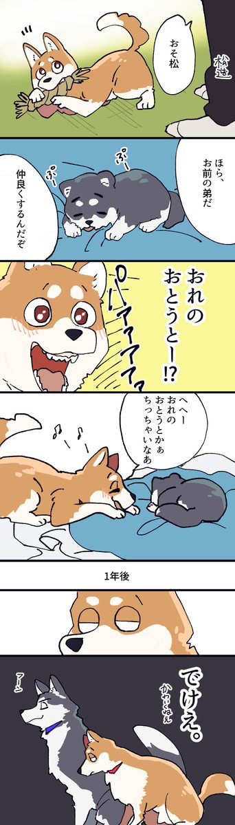 【犬の兄松】思ったよりでかくなる https://t.co/53JGrlMZxE