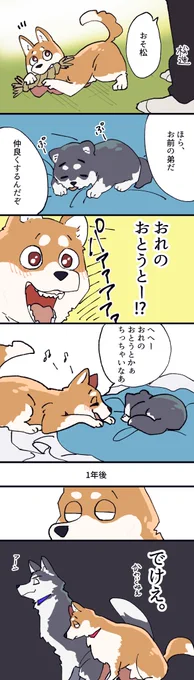 【犬の兄松】思ったよりでかくなる https://t.co/53JGrlMZxE