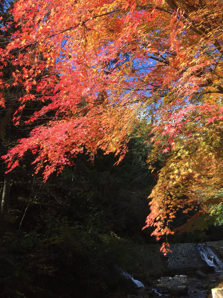 あっこ 紅葉も少しだけ 寂地峡