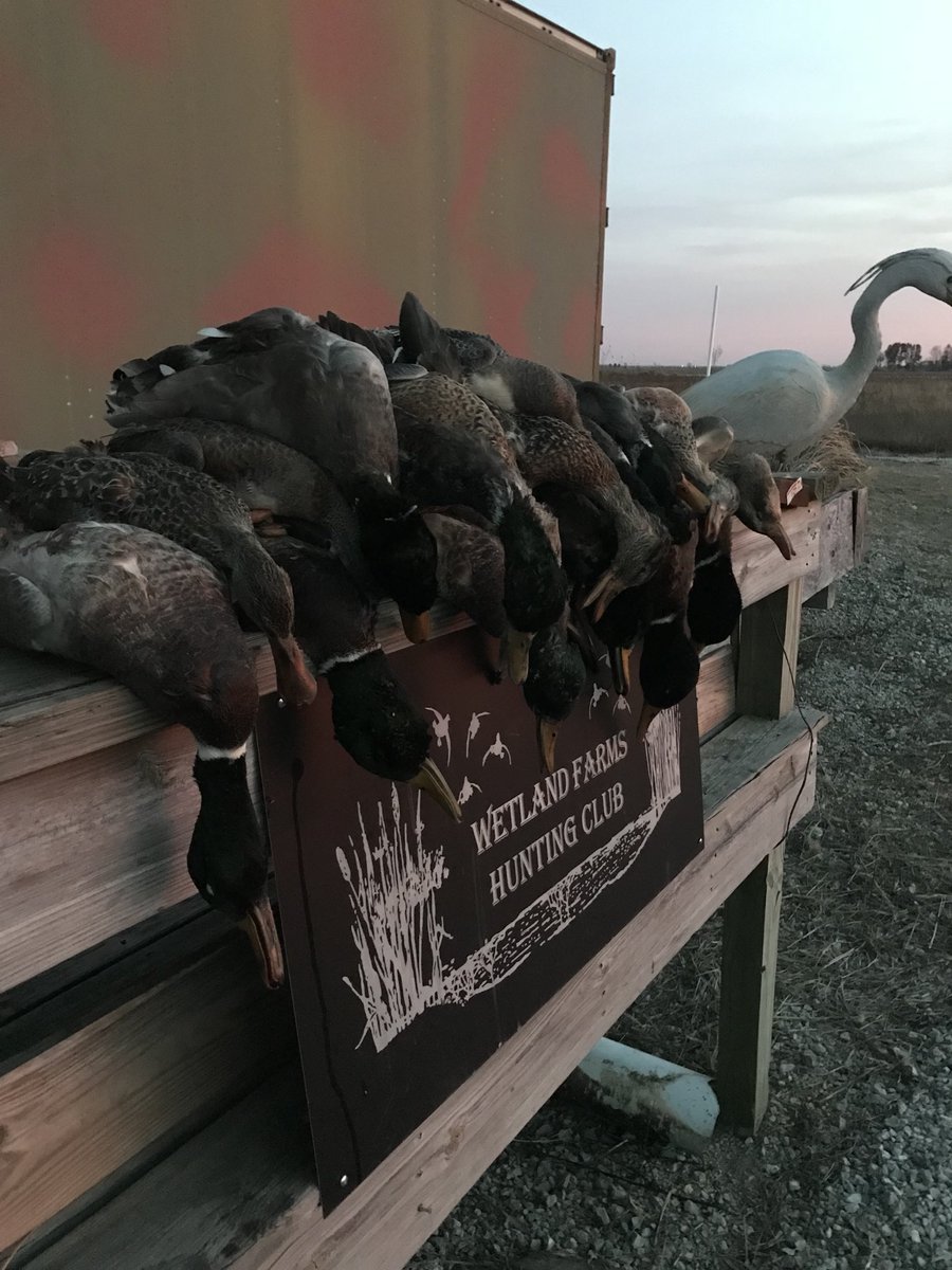 ColinP_Ag's tweet photo. Good luck to the orange army tomorrow. I’ll just be over here killing your ducks... #makeapile #pureduck https://t.co/xtxAE9MNDU