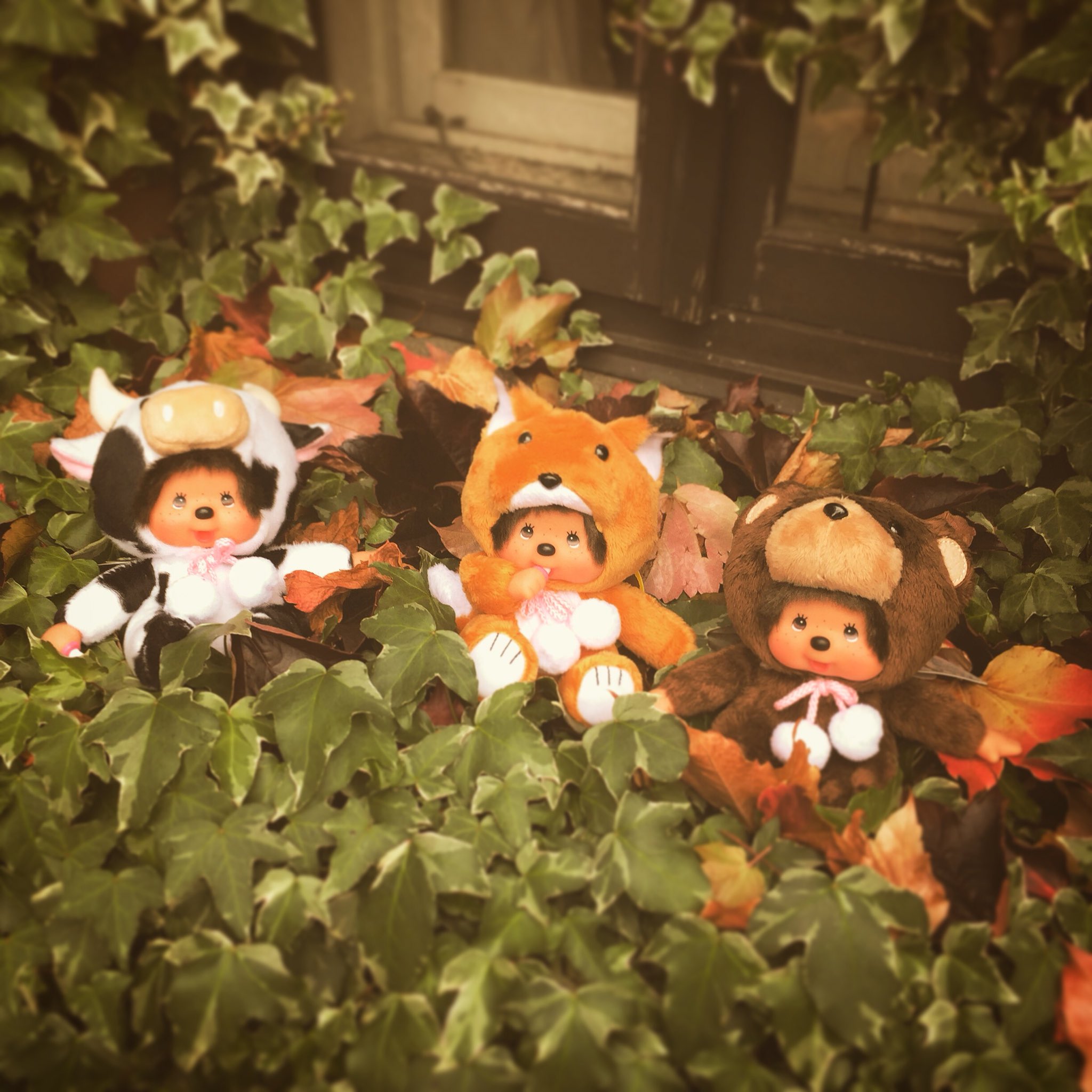 北海道限定モンチッチ - Search / X