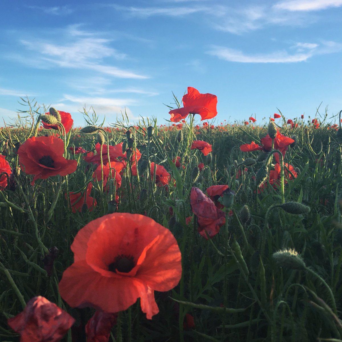 AngelaGurney's tweet photo. Remembering those who gave their lives for our future. “In war, there are no unwounded soldiers” - J Narosky • 🖤🌺 #LestWeForget #ArmisticeDay #WeWillRememberThem https://t.co/wxAt2nUgyL