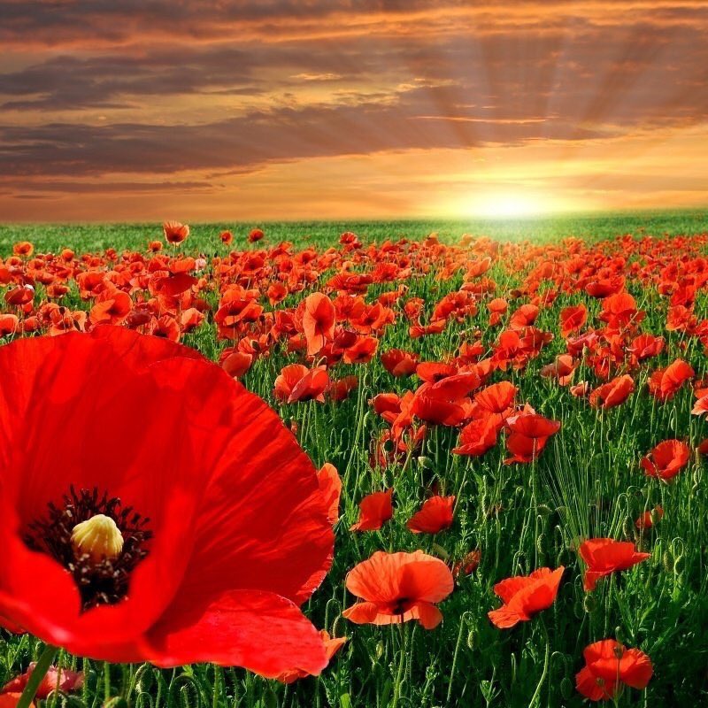 Never forget  #RESPECT #RememberanceDay2017 #Chirk #NWPolice