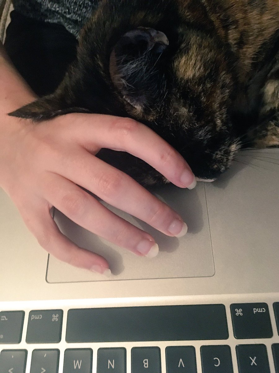 SarahM_Editor's tweet photo. This is where she likes to put her head while I'm working 🤔🤔 #nothelping #EditorialAssistant https://t.co/fAiFpdob5g