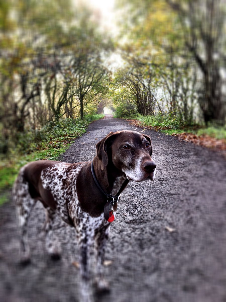 PSoderblom's tweet photo. A blessed daylight walk 😎 #itsadogslife https://t.co/xtxggLYwHs