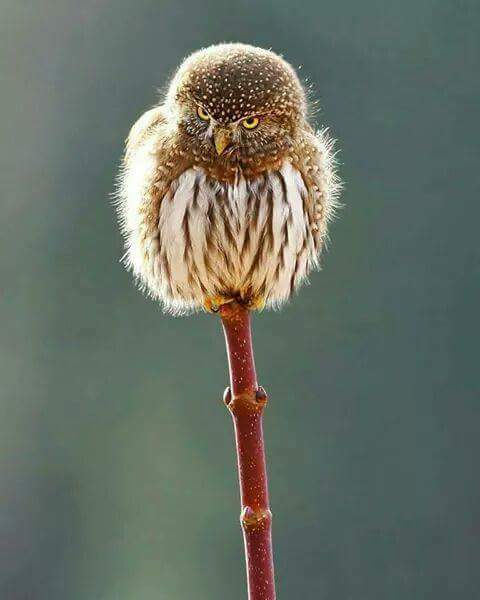 Equilibrio