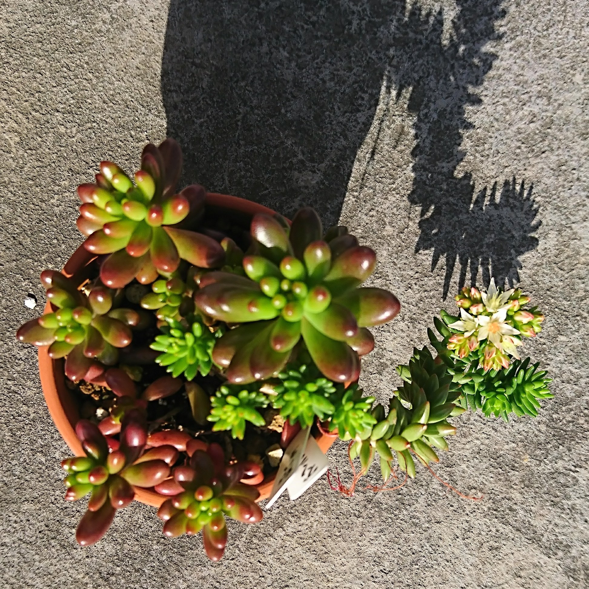 多肉 食虫植物どんとこいっ 花か虹の玉かどっちにピントを合わせればいいのか 多肉植物 セダム 虹の玉 グリーンペット T Co Fan8ffcngz Twitter