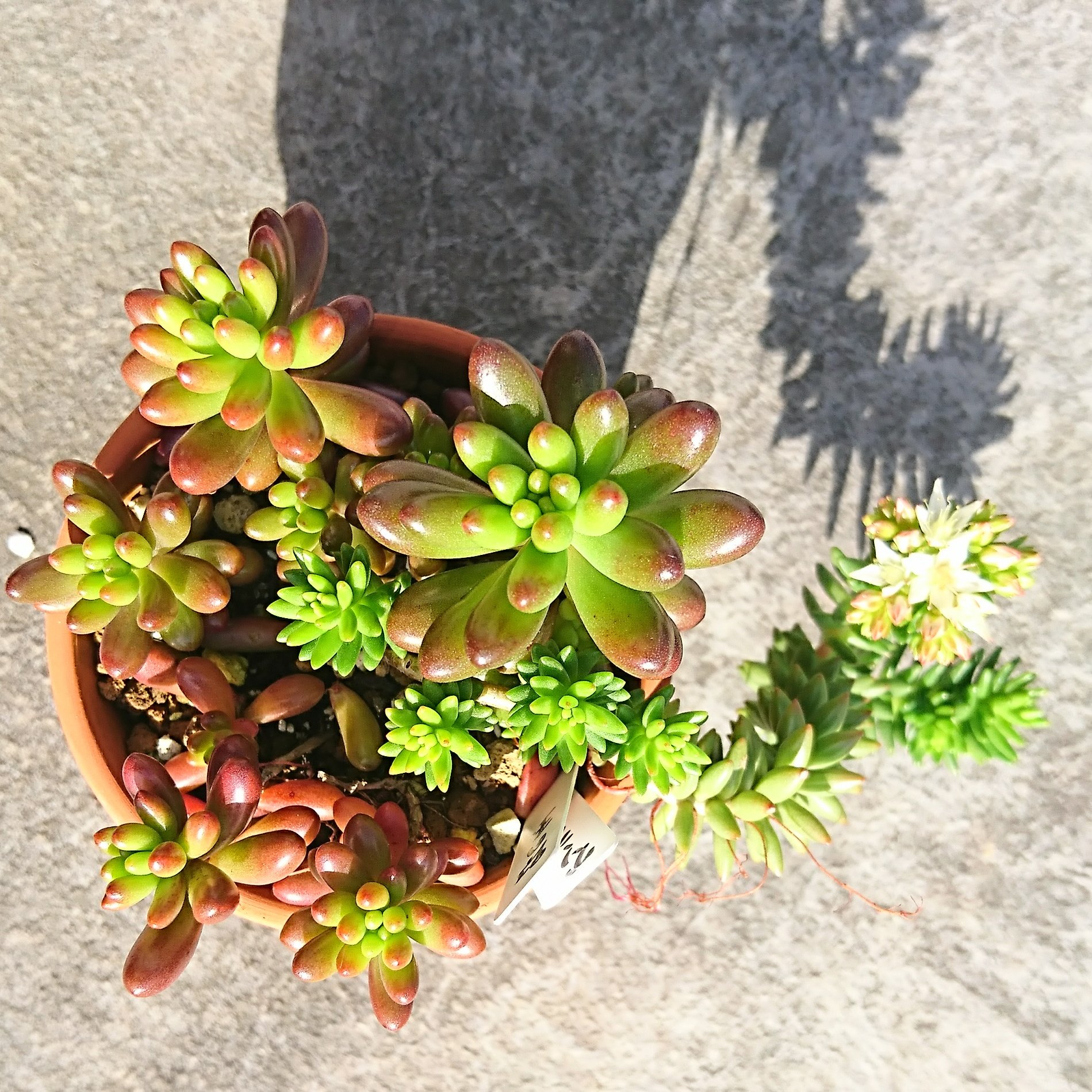 多肉 食虫植物どんとこいっ 花か虹の玉かどっちにピントを合わせればいいのか 多肉植物 セダム 虹の玉 グリーンペット T Co Fan8ffcngz Twitter