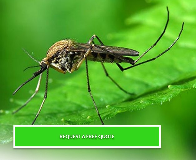 Bestchoice_Ohio's tweet photo. #pestcontrol @OhioState #BedbugExterminators #CommercialCleaning #OrkinPestControl #Ohio #bestchoicepc
Reasons to use the Pest Control Company and Exterminators Company For More info Visit us https://t.co/pF6PZOD3tT https://t.co/IvoPyz5bEj
