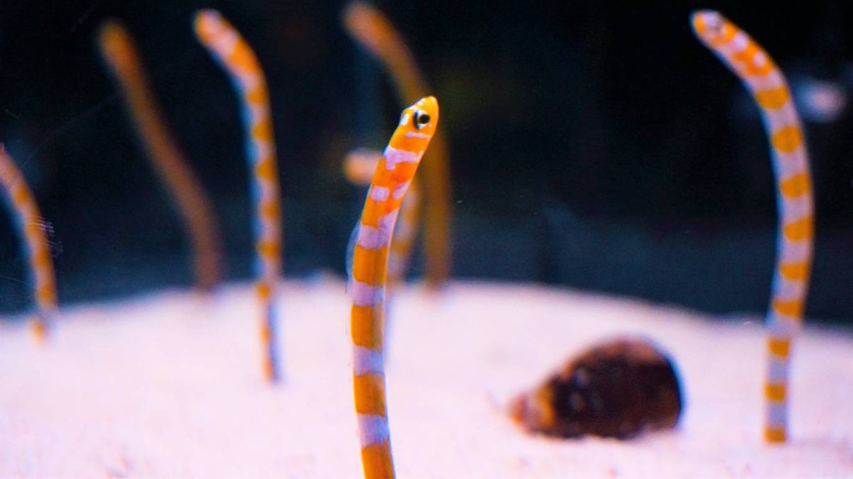 تويتر Time Out Tokyo Jp على تويتر 今日しかできないこと 海の中の世界を覗く ー11月11日はチンアナゴの日 注目の新着イベントをあわせて紹介 T Co Yqcs3cdpt2 T Co Y76zxmr4dt