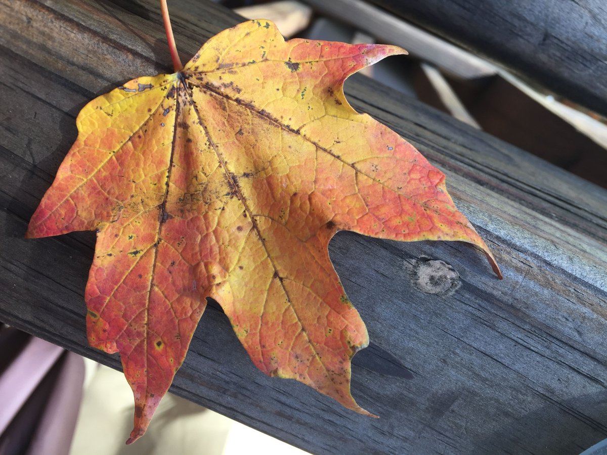 kmartinelli_'s tweet photo. "Every leaf speaks bliss to me, fluttering from the autumn tree." -- Emily Bronte
#FavoriteSeason #MyPhoto #PerfectLeaf https://t.co/9fgxLk2uba