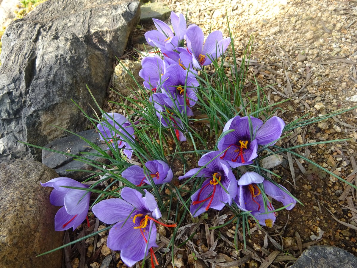 Hayami トルーマン 終戦時の米国大統領 の有名な言葉 猿 日本人 を 虚実の自由 という名の檻で我々が飼うのだ 方法は 彼らに多少のぜいたくさと便利さを与えるだけで良い そして スポーツ スクリーン セックス ３s を開放させる これで