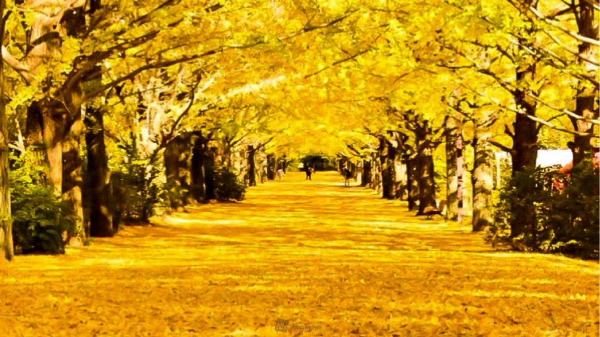 ウェザーニュース 黄金のトンネル 東京 国営昭和記念公園でイチョウ並木が見頃です 11日 土 煌めく黄金のトンネルが出現 T Co Cfqjd1jnyz T Co Gmji875kzl Twitter