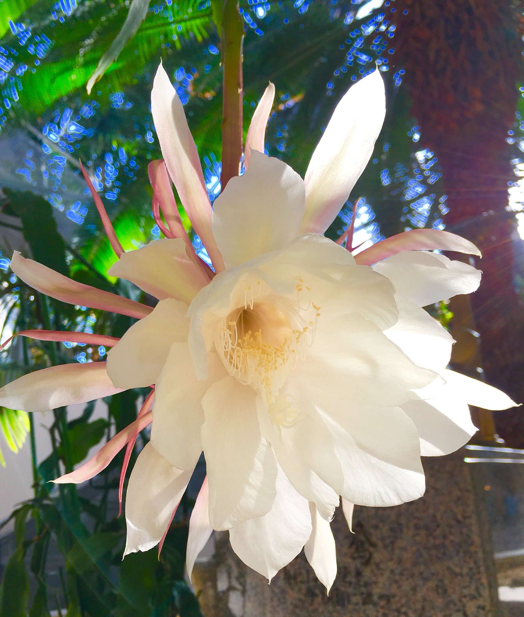 もとゆきこ ペン画 月下美人 が開花してました あいかわらず 咲くやこの花館のスタッフさん達の努力がすごい この花を昼間に見ることができるなんて 月下美人って 不思議なところから花が咲くんですね T Co Savhfr3rtr 咲くやこの花館