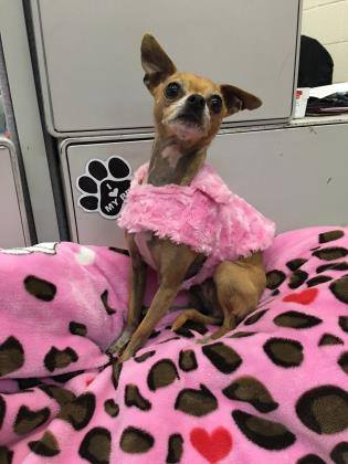 PetsLifeline's tweet image. Pumpkin is at it again, modeling her haute couture. Ohh la la, chéri! 💅💋 #AdoptMe #PumpkinStyle #Diva