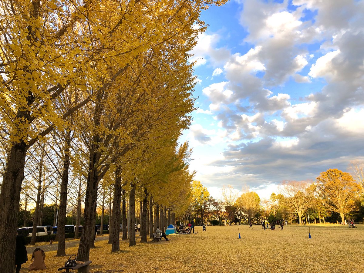 ちる 綺麗でした 科学万博記念公園 つくば 紅葉