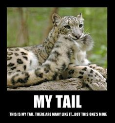 Liisabelle's tweet photo. New beast shape....  it me. #goofcat #dnd https://t.co/HxVrX0T6gn
