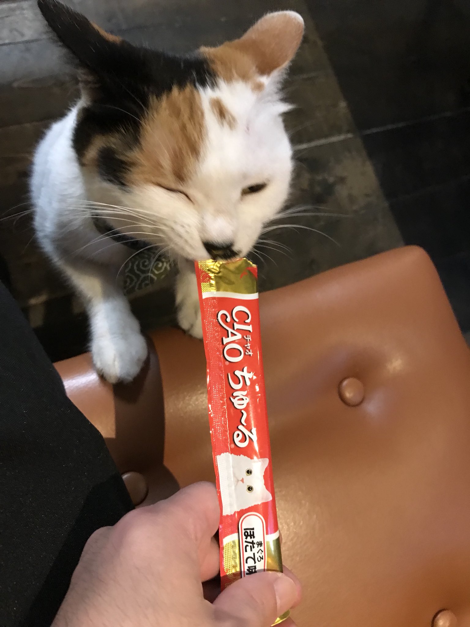 Cafe Mo Free 石原さとみを嫌いな男がいないように ちゅーるを嫌うネコもまた存在しない Cafemofree ねこもふり展 すべてのネコに愛を 先生 ちゅーる 練馬 大泉学園 カフェ T Co Gxsrba9jen Twitter