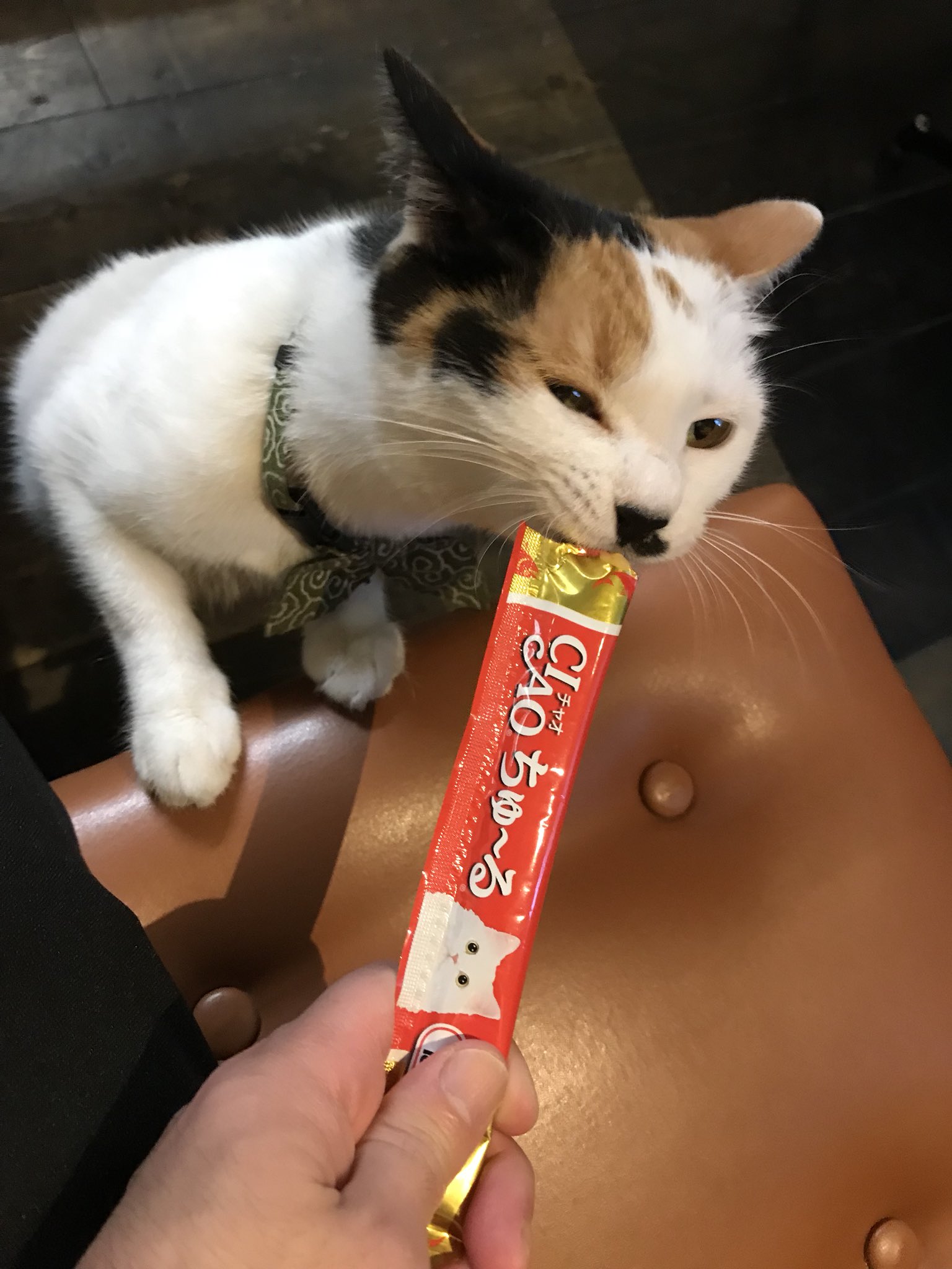 Cafe Mo Free Sur Twitter 石原さとみを嫌いな男がいないように ちゅーるを嫌うネコもまた存在しない Cafemofree ねこもふり展 すべてのネコに愛を 先生 ちゅーる 練馬 大泉学園 カフェ T Co Gxsrba9jen Twitter