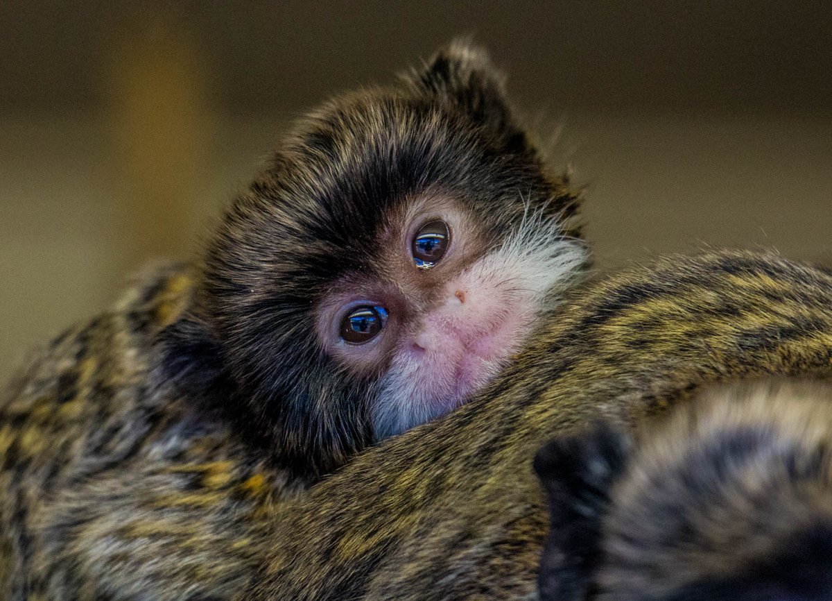 When you're cute and you know it.