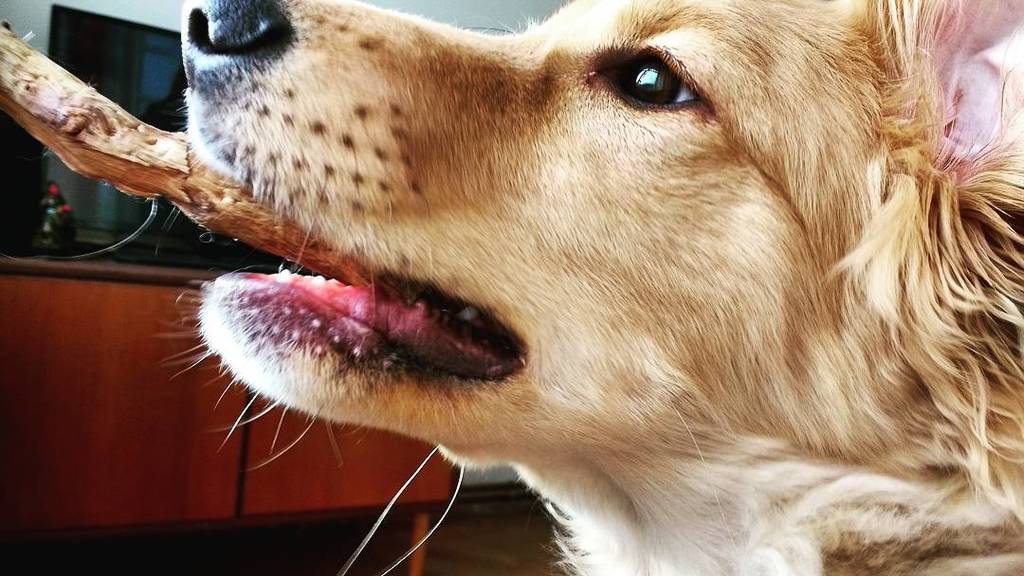 MISSINGMARMITE's tweet photo. Somebody is pleased with himself smuggling a stick indoors 🐕#missingmarmite #mydog #mypuppy #elvis #cute #cutedogs… https://t.co/D9c16qPYfA https://t.co/DN6ZqtEZXi