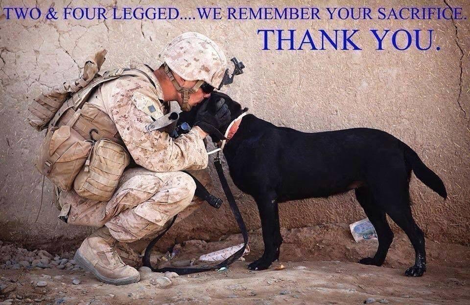 explodoghandler (@explodoghandler) on Twitter photo 