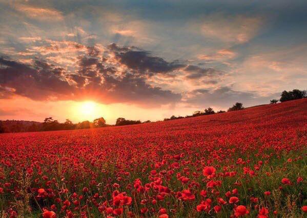 Melanie_Maguire's tweet photo. At the going down of the sun and in the morning, We will remember them. https://t.co/MxYPS5vsTn