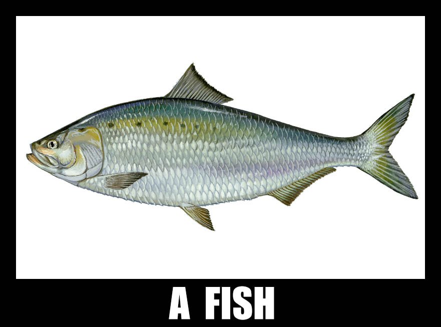 AT29813889's tweet image. #afish