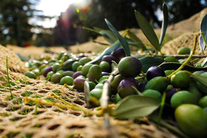 mongolfiereSIT's tweet photo. When #experience makes the difference. #goodmorning  ☺
#LandingonSouthItaly #coomingsoon #olive #olivepicking #nature #tourism #travelling #discovering #tasting #south of #Italy https://t.co/S0X7pbhhOg