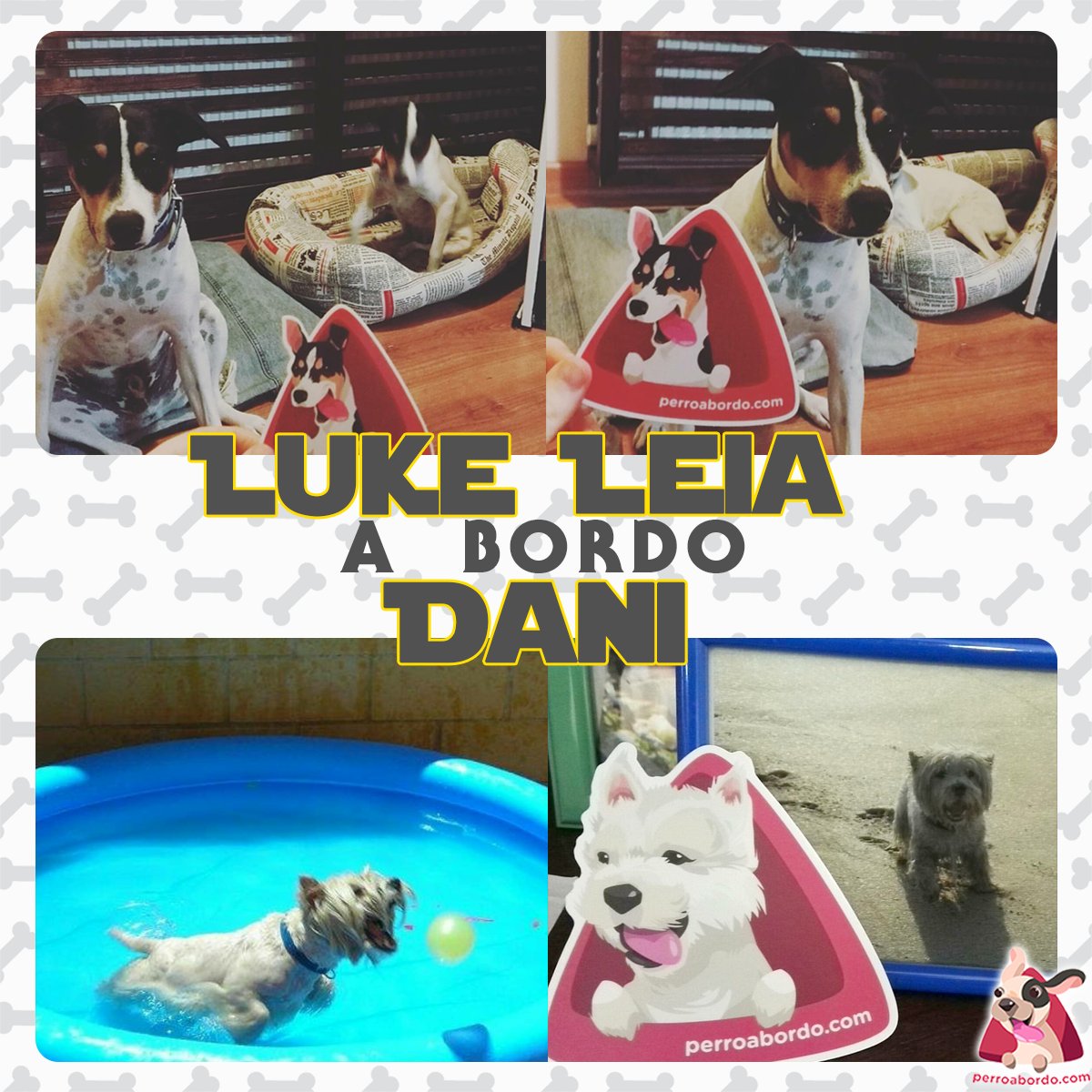 ¡Hoy toca familia numerosa! 2 preciosos bodegueros y un Westy que siempre estará en el corazón de Cristina 😍 #bodeguero #westy #doglife