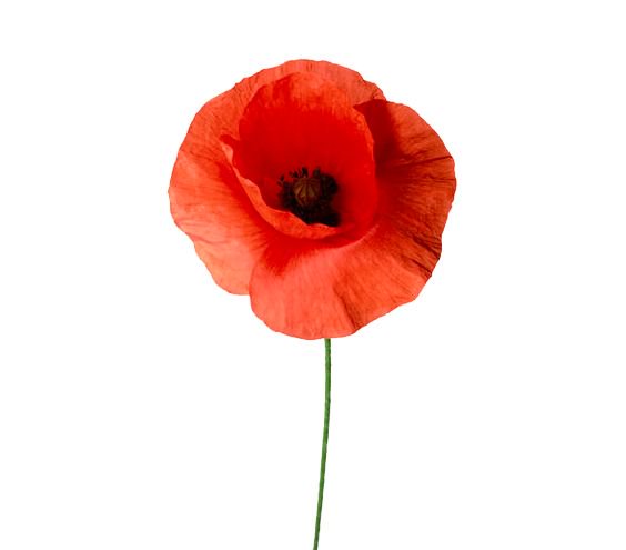 There will be a #Remembrance Day ceremony in The Square in #Shrewsbury from 10.45 am with a 2 minute silence at 11.00am #LestWeForget