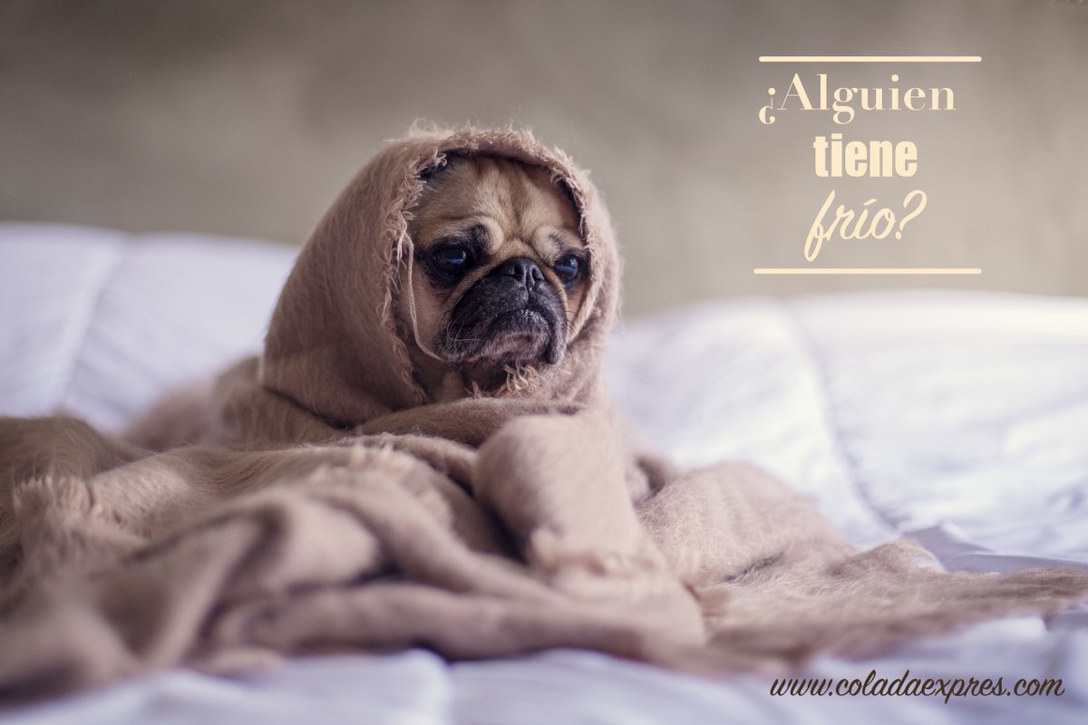 ColadaExpres's tweet image. Que las bajas temperaturas no te pillen desprevenido/a ❄
En nuestras lavanderías, tus edredones y mantas, limpios y secos en menos de 1h ⏰
