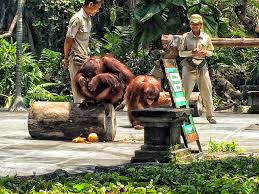 Travelink13's tweet photo. it is not a zoo,but you at safari,what  do you think about it ?
#ballisafariandmarinepark
#baliisland
#indonesia https://t.co/zxHL1mPfcw
